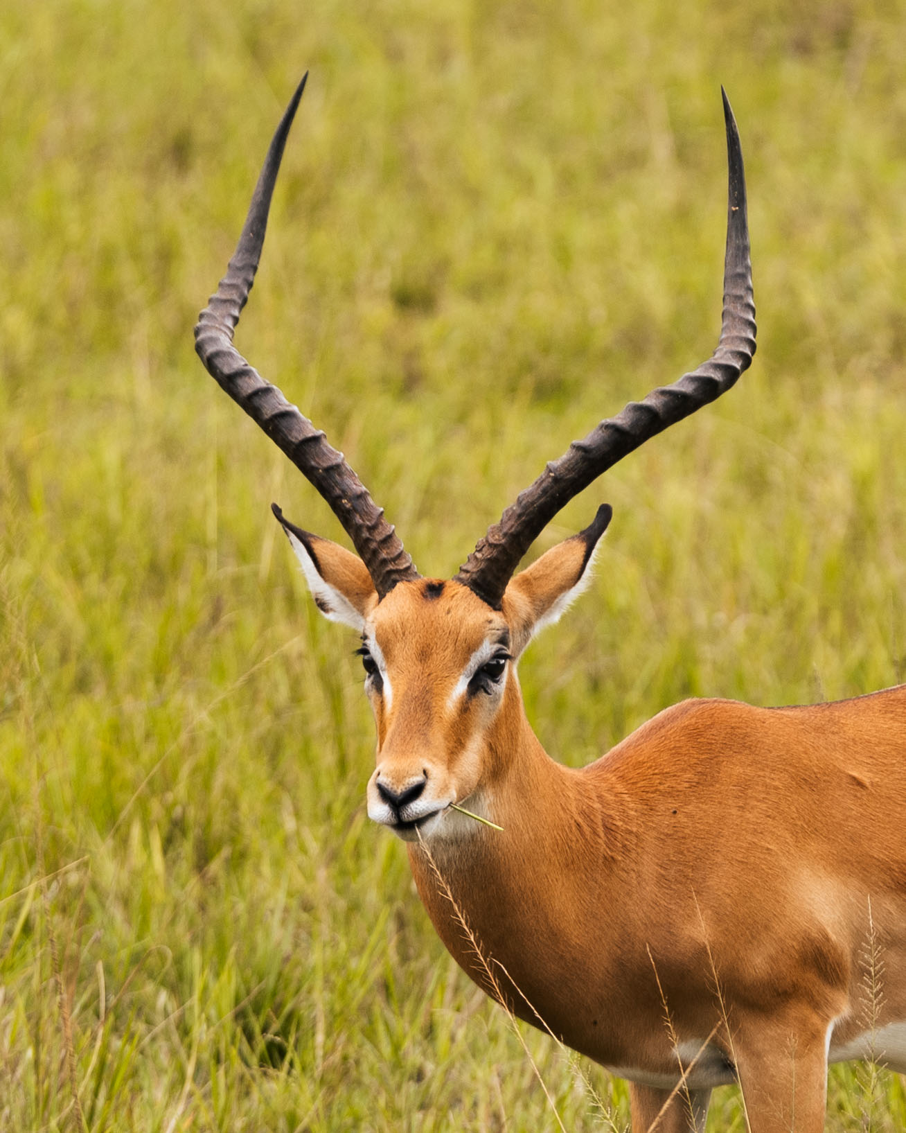 1-Day Akagera Safari – Big Five Experience