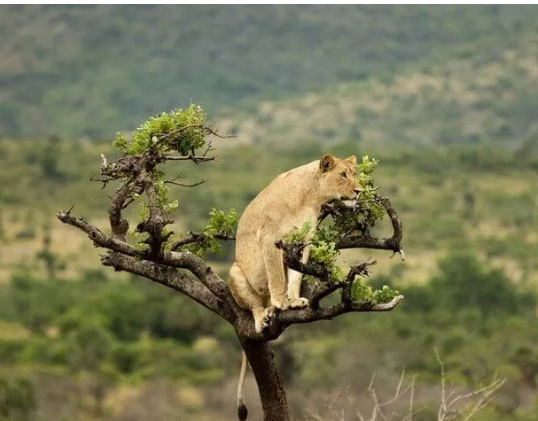 2-Day Akagera National Park Safari